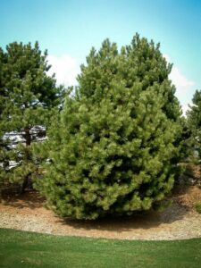 Сосна Чёрная (Pinus Nigra) купить по цене от 270.00р. в интернет-магазине «Посадика» с доставкой почтой в в Бородиное и по всей России – [изображение №1].