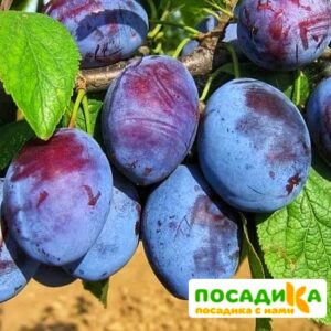 Слива Чачакская ранняя купить по цене от 229.00р. в интернет-магазине «Посадика» с доставкой почтой в в Бородиное и по всей России – [изображение №1].