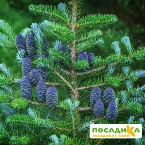 Пихта корейская (Abies koreana) купить по цене от 450.00р. в интернет-магазине «Посадика» с доставкой почтой в в Бородиное и по всей России – [изображение №1].