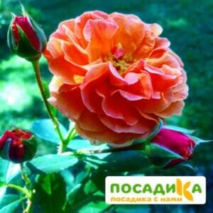 Роза Арабия купить по цене от 350.00р. в интернет-магазине «Посадика» с доставкой почтой в в Бородиное и по всей России – [изображение №1].