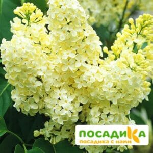 Сирень Примроуз (Primrose) купить по цене от 529.00р. в интернет-магазине «Посадика» с доставкой почтой в в Бородиное и по всей России – [изображение №1].