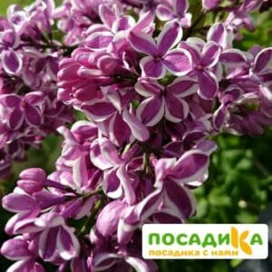 Сирень Сенсация купить по цене от 529.00р. в интернет-магазине «Посадика» с доставкой почтой в в Бородиное и по всей России – [изображение №1].