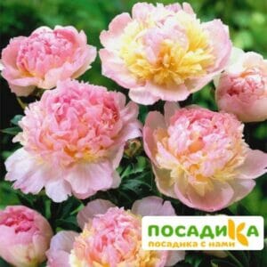 Пион Распберри Сандей (Paeonia Raspberry Sundae) купить по цене от 959р. в интернет-магазине «Посадика» с доставкой почтой в в Бородиное и по всей России – [изображение №1].