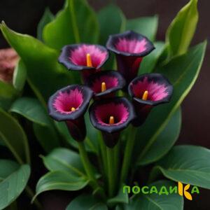 Калла Аура Лейс купить по цене от 400р. в интернет-магазине «Посадика» с доставкой почтой в в Бородиное и по всей России – [изображение №1].