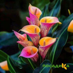 Калла Оникс купить по цене от 450р. в интернет-магазине «Посадика» с доставкой почтой в в Бородиное и по всей России – [изображение №1].