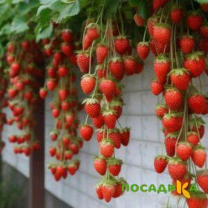 Клубника вьющаяся Комплимент купить по цене от 470р. в интернет-магазине «Посадика» с доставкой почтой в в Бородиное и по всей России – [изображение №1].