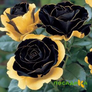 Роза Ханни Сикл купить по цене от 700р. в интернет-магазине «Посадика» с доставкой почтой в в Бородиное и по всей России – [изображение №1].