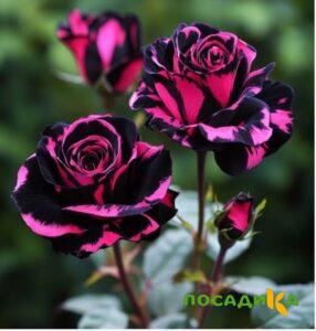 Роза Багровый Шепот купить по цене от 366р. в интернет-магазине «Посадика» с доставкой почтой в в Бородиное и по всей России – [изображение №1].