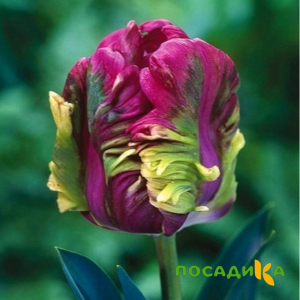 Тюльпан Экзотик Хэвен купить по цене от 186р. в интернет-магазине «Посадика» с доставкой почтой в в Бородиное и по всей России – [изображение №1].