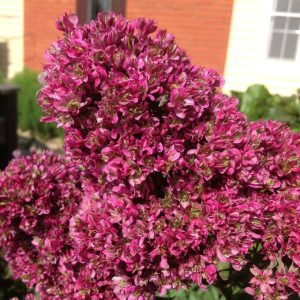 Флокс Филингс купить по цене от 329р. в интернет-магазине «Посадика» с доставкой почтой в в Бородиное и по всей России – [изображение №1].