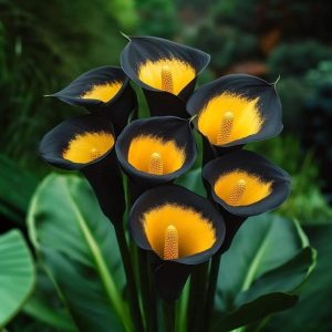 Калла Легато купить по цене от 620р. в интернет-магазине «Посадика» с доставкой почтой в в Бородиное и по всей России – [изображение №1].