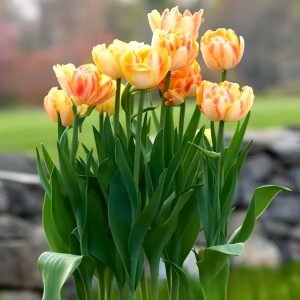 Тюльпан Верона Санрайз купить по цене от 280р. в интернет-магазине «Посадика» с доставкой почтой в в Бородиное и по всей России – [изображение №1].
