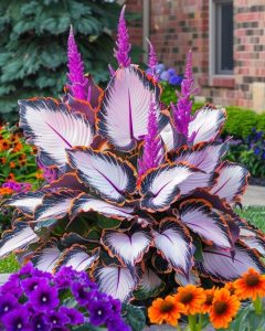 Хоста Кримэн Дрим купить по цене от 549р. в интернет-магазине «Посадика» с доставкой почтой в в Бородиное и по всей России – [изображение №1].