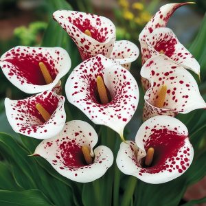 Калла Эмпайр купить по цене от 302р. в интернет-магазине «Посадика» с доставкой почтой в в Бородиное и по всей России – [изображение №1].