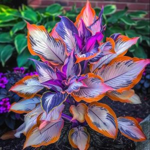 Хоста Эмеральд Тиара купить по цене от 602р. в интернет-магазине «Посадика» с доставкой почтой в в Бородиное и по всей России – [изображение №1].