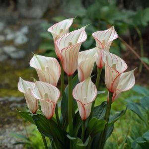 Калла Глейшер купить по цене от 299р. в интернет-магазине «Посадика» с доставкой почтой в в Бородиное и по всей России – [изображение №1].