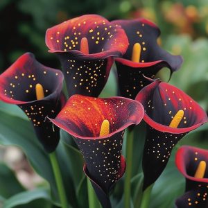 Калла Нуар купить по цене от 299р. в интернет-магазине «Посадика» с доставкой почтой в в Бородиное и по всей России – [изображение №1].