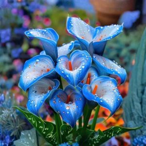 Калла Портрейт купить по цене от 292р. в интернет-магазине «Посадика» с доставкой почтой в в Бородиное и по всей России – [изображение №1].