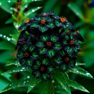 Флокс Ривьера купить по цене от 299р. в интернет-магазине «Посадика» с доставкой почтой в в Бородиное и по всей России – [изображение №1].