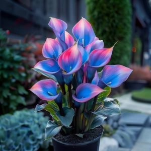 Калла Импрессия купить по цене от 590р. в интернет-магазине «Посадика» с доставкой почтой в в Бородиное и по всей России – [изображение №1].