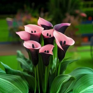 Калла Энигма купить по цене от 291р. в интернет-магазине «Посадика» с доставкой почтой в в Бородиное и по всей России – [изображение №1].