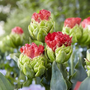 Тюльпан Бычий Глаз купить по цене от 275р. в интернет-магазине «Посадика» с доставкой почтой в в Бородиное и по всей России – [изображение №1].