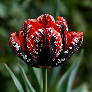 Тюльпан Вельвет Файер купить по цене от 394р. в интернет-магазине «Посадика» с доставкой почтой в в Бородиное и по всей России – [изображение №1].