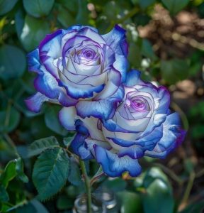 Роза Пэтолз Хоуп купить по цене от 333р. в интернет-магазине «Посадика» с доставкой почтой в в Бородиное и по всей России – [изображение №1].