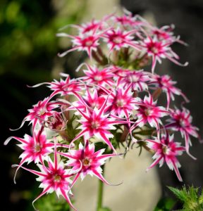 Флокс Метельчатый Путь купить по цене от 456р. в интернет-магазине «Посадика» с доставкой почтой в в Бородиное и по всей России – [изображение №1].