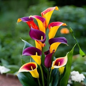 Калла Кристалл купить по цене от 450р. в интернет-магазине «Посадика» с доставкой почтой в в Бородиное и по всей России – [изображение №1].