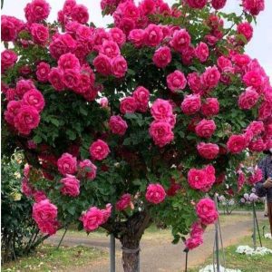 Роза Версаля купить по цене от 232р. в интернет-магазине «Посадика» с доставкой почтой в в Бородиное и по всей России – [изображение №1].