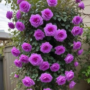 Роза Мистик Уайт купить по цене от 620р. в интернет-магазине «Посадика» с доставкой почтой в в Бородиное и по всей России – [изображение №1].