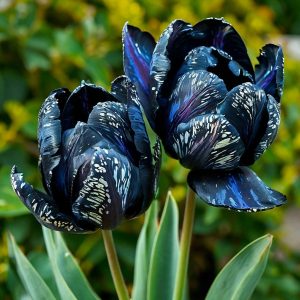 Тюльпан Блю Фог купить по цене от 500р. в интернет-магазине «Посадика» с доставкой почтой в в Бородиное и по всей России – [изображение №1].