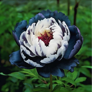 Пион Древовидный Инь-Янь купить по цене от 419р. в интернет-магазине «Посадика» с доставкой почтой в в Бородиное и по всей России – [изображение №1].