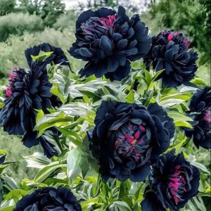 Пион древовидный Сердце Афродиты купить по цене от 600р. в интернет-магазине «Посадика» с доставкой почтой в в Бородиное и по всей России – [изображение №1].