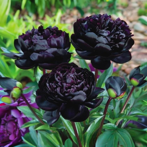 Пион Королевский Бархат купить по цене от 419р. в интернет-магазине «Посадика» с доставкой почтой в в Бородиное и по всей России – [изображение №1].