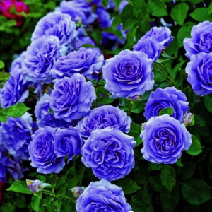 Роза Блю Мун купить по цене от 450р. в интернет-магазине «Посадика» с доставкой почтой в в Бородиное и по всей России – [изображение №1].