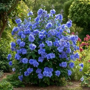 Гибискус Сансет Блоссом купить по цене от 248р. в интернет-магазине «Посадика» с доставкой почтой в в Бородиное и по всей России – [изображение №1].