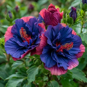 Гибискус Роуз Шайн купить по цене от 360р. в интернет-магазине «Посадика» с доставкой почтой в в Бородиное и по всей России – [изображение №1].