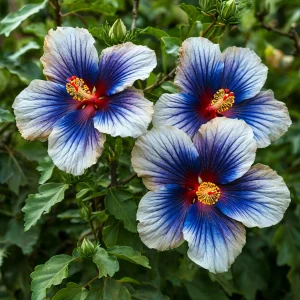 Гибискус Илюжн Вилью купить по цене от 259р. в интернет-магазине «Посадика» с доставкой почтой в в Бородиное и по всей России – [изображение №1].