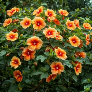 Гибискус Кристал Рэй купить по цене от 458р. в интернет-магазине «Посадика» с доставкой почтой в в Бородиное и по всей России – [изображение №1].