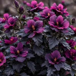 Гибискус Корал Чарм купить по цене от 271р. в интернет-магазине «Посадика» с доставкой почтой в в Бородиное и по всей России – [изображение №1].