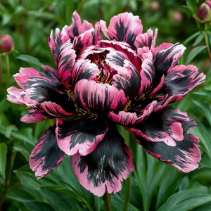 Пион Дроп Руби купить по цене от 469р. в интернет-магазине «Посадика» с доставкой почтой в в Бородиное и по всей России – [изображение №1].