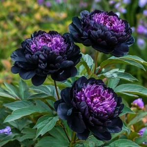 Пион Свэнс Даун купить по цене от 610р. в интернет-магазине «Посадика» с доставкой почтой в в Бородиное и по всей России – [изображение №1].