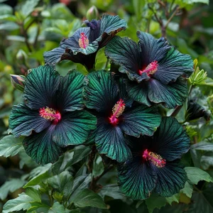 Гибискус Пикок Плюм купить по цене от 490р. в интернет-магазине «Посадика» с доставкой почтой в в Бородиное и по всей России – [изображение №1].