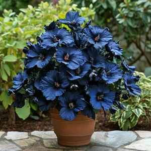 Гибискус Селестиал Флейм купить по цене от 326р. в интернет-магазине «Посадика» с доставкой почтой в в Бородиное и по всей России – [изображение №1].