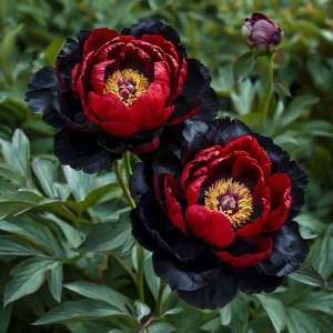 Пион Эбеновый Рубин купить по цене от 419р. в интернет-магазине «Посадика» с доставкой почтой в в Бородиное и по всей России – [изображение №1].