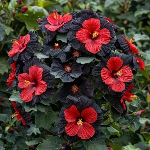 Гибискус Шиммеринг купить по цене от 720р. в интернет-магазине «Посадика» с доставкой почтой в в Бородиное и по всей России – [изображение №1].