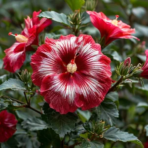 Гибискус Пурпл Мистик купить по цене от 360р. в интернет-магазине «Посадика» с доставкой почтой в в Бородиное и по всей России – [изображение №1].