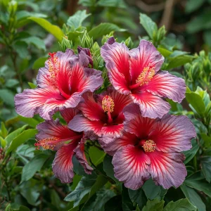 Гибискус Кримсон Флейм купить по цене от 479р. в интернет-магазине «Посадика» с доставкой почтой в в Бородиное и по всей России – [изображение №1].